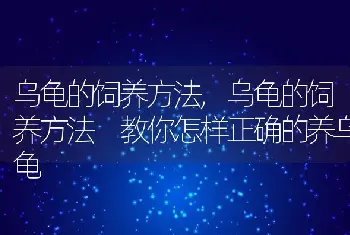 乌龟的饲养方法，乌龟的饲养方法 教你怎样正确的养乌龟