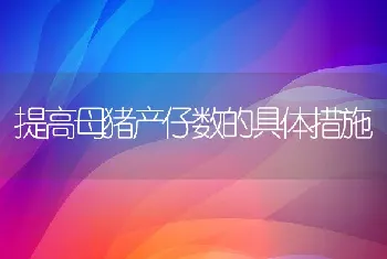 提高母猪产仔数的具体措施