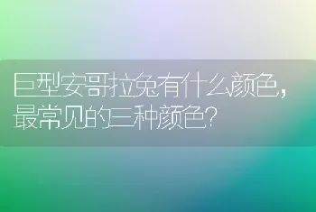 巨型安哥拉兔有什么颜色，最常见的三种颜色？