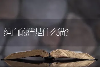 纯白的猫是什么猫？