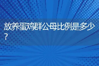 放养蛋鸡群公母比例是多少？