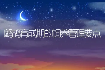 鹧鸪育成期的饲养管理要点