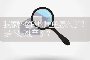 我家怀孕的凤尾鱼怎么了？是不是难产了？