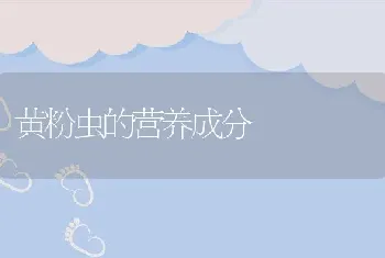 黄粉虫的营养成分