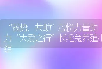 “弱势.共助”芯悦力量助力“大爱之行”长毛兔养殖小组