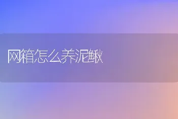 网箱怎么养泥鳅