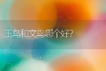 五个月德牧一天喂多少次狗粮？