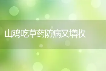 山鸡吃草药防病又增收