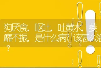 狗厌食，呕吐，吐黄水，萎靡不振，是什么病?该怎么治？