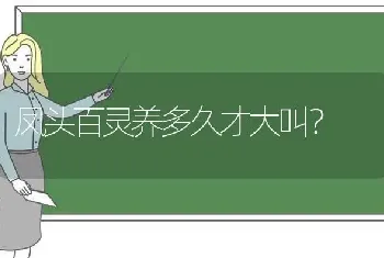 凤头百灵养多久才大叫？