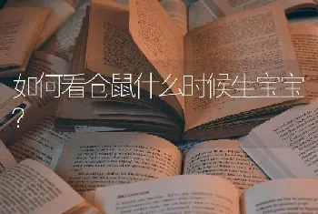 如何看仓鼠什么时候生宝宝？