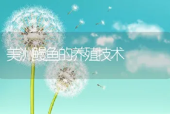 美洲鳗鱼的养殖技术