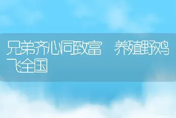 兄弟齐心同致富 养殖野鸡飞全国