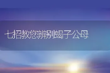 七招教您辨别蝎子公母