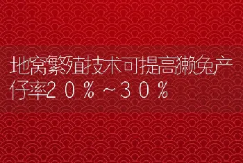 地窝繁殖技术可提高獭兔产仔率20%~30%