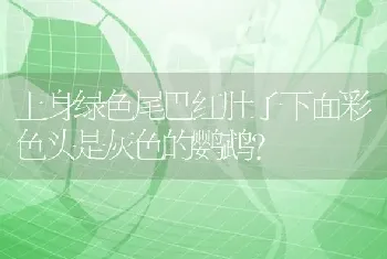 上身绿色尾巴红肚子下面彩色头是灰色的鹦鹉？