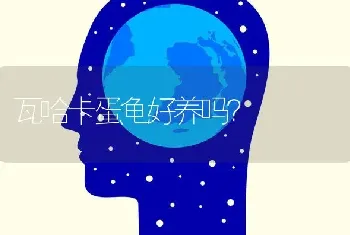 瓦哈卡蛋龟好养吗？