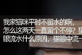 我家猫咪平时不留水的啊，怎么这两天一直留个不停？猫眼流水什么原因，猫眼中流一些东西怎么回事？