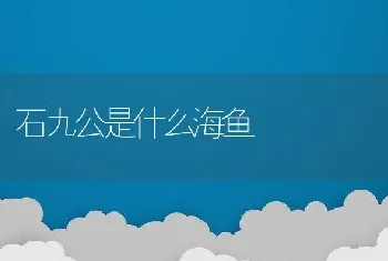 石九公是什么海鱼