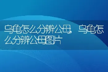 乌龟怎么分辨公母，乌龟怎么分辨公母图片