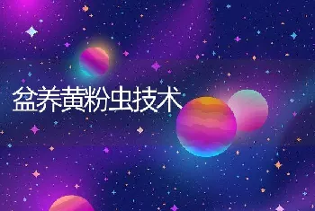 盆养黄粉虫技术