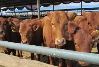 肉牛的纯种选育的条件和实行