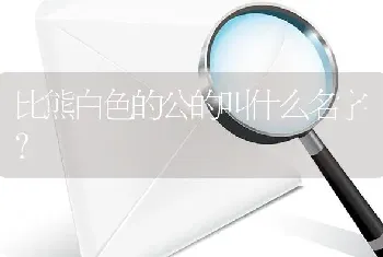 比熊白色的公的叫什么名字？