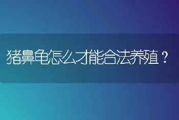 猪鼻龟怎么才能合法养殖？