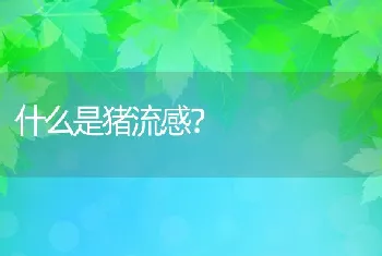 什么是猪流感？