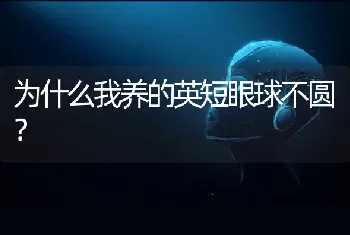 为什么我养的英短眼球不圆？