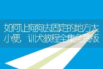 如何让狗狗去固定的地方大小便，训犬教程全集免费版