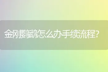 金刚鹦鹉怎么办手续流程？