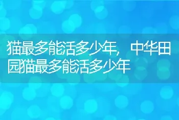 猫最多能活多少年，中华田园猫最多能活多少年