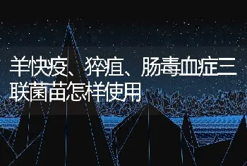 罗非鱼几种常见疾病(上)