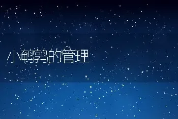 小鹌鹑的管理