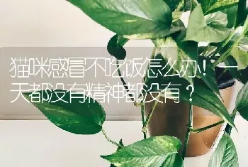 猫咪感冒不吃饭怎么办！一天都没有精神都没有？