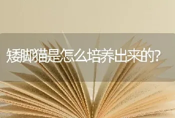 矮脚猫是怎么培养出来的？