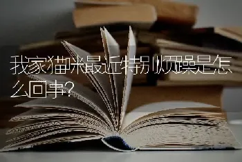 我家猫咪最近特别烦躁是怎么回事？