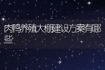 肉鸭养殖大棚建设方案有哪些