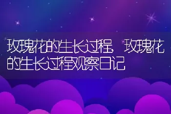 玫瑰花的生长过程，玫瑰花的生长过程观察日记