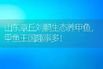 山东章丘刘鹏生态养甲鱼，甲鱼王国趣事多！