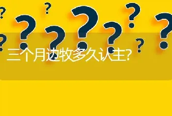 三个月边牧多久认主？