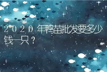 2020年鸭苗批发要多少钱一只？