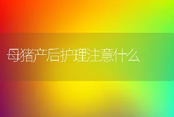 母猪产后护理注意什么