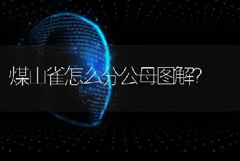 煤山雀怎么分公母图解？