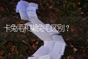 卡兔毛和獭兔毛区别？