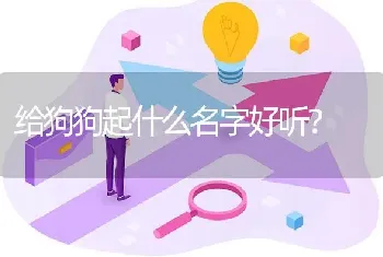 给狗狗起什么名字好听？