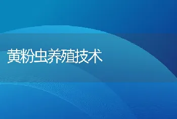 黄粉虫养殖技术