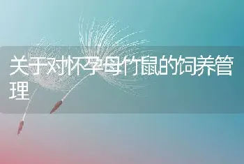 关于对怀孕母竹鼠的饲养管理