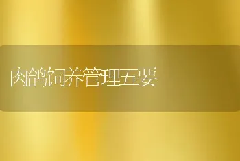 肉鸽饲养管理五要